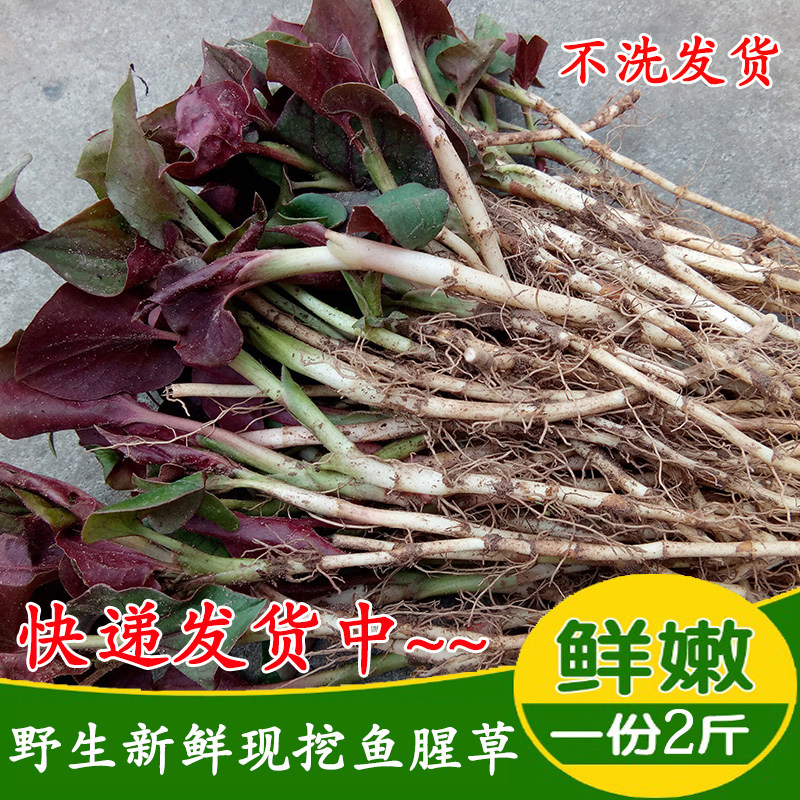 Sichuan freshly dug houttuynia cordata fresh wild folded ear root tender root bud cold mix knot root side root with leaves