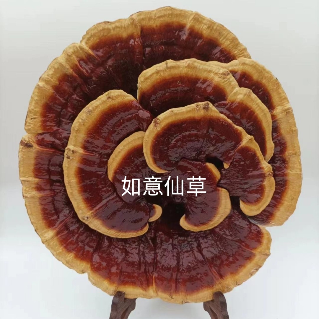 人气特大观赏灵芝摆件,创意风水装饰,半野生盆景送支架!🌿 -整枝灵芝-淘宝百科网