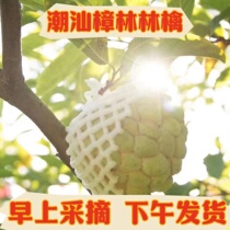 Chaoshan Authentic Zhanglin Annona Ringo Fruit Fresh Fruit Buddha Head Mani Fruit Milk Damu Custard Apple
