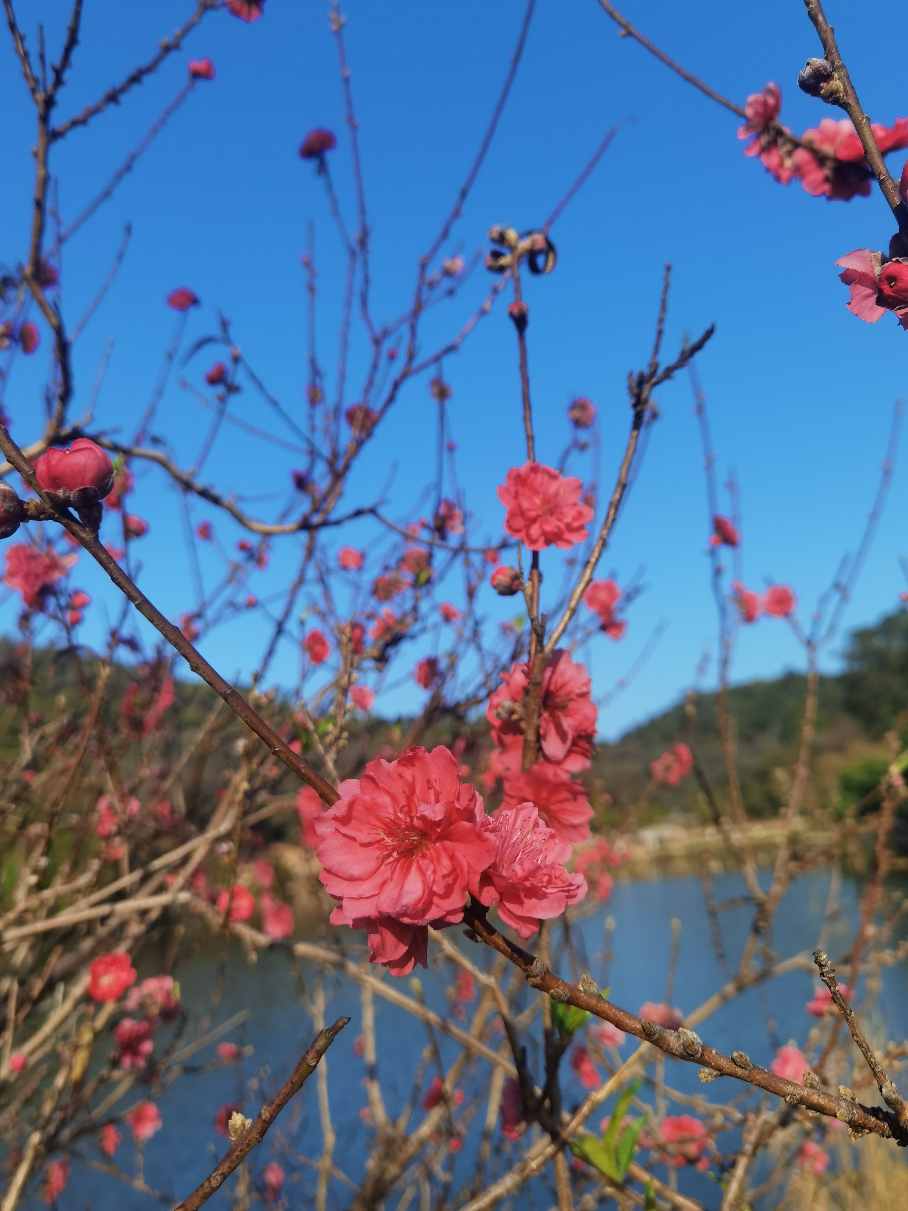 桃花凝韵润芳颜