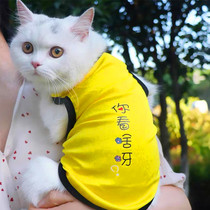 Net Red Cat Clothing Pet Mesh Vest Dog Spring Summer Thinness Small Dog Cat Cat Cute Breathable Anti-Wear