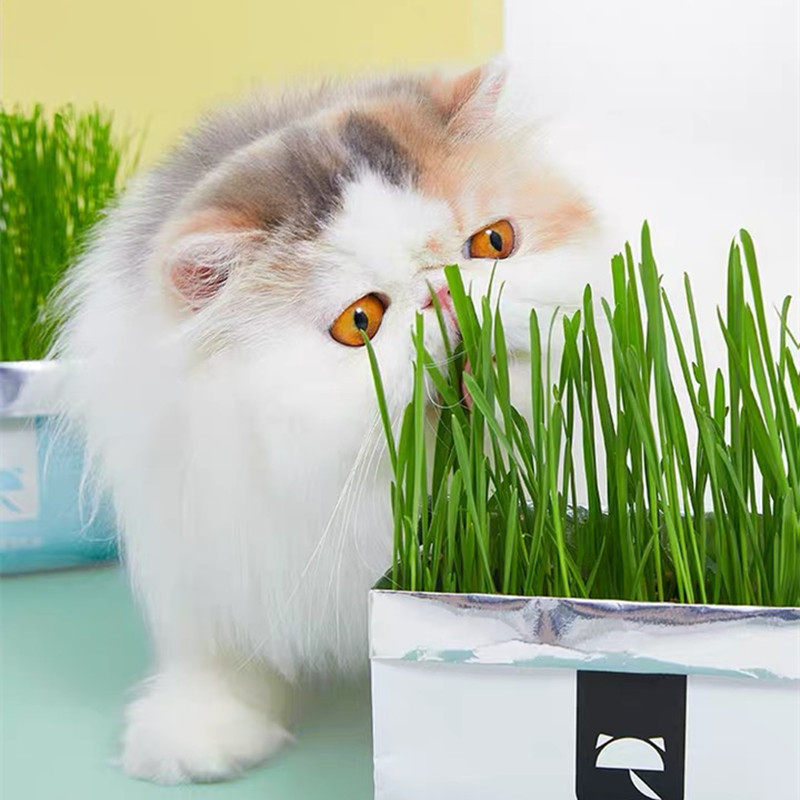 Unka Vetreeska net red identical cat grass sloth cat grass seed No soil water bacon suit small wheat straw ingots