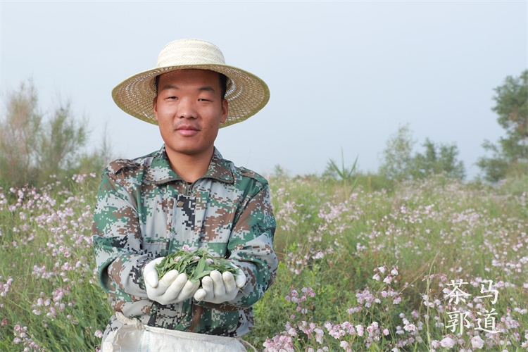 罗布麻茶新疆正品降压