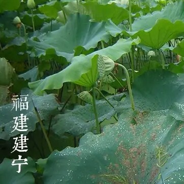 林妹妹农家特产的LOGO