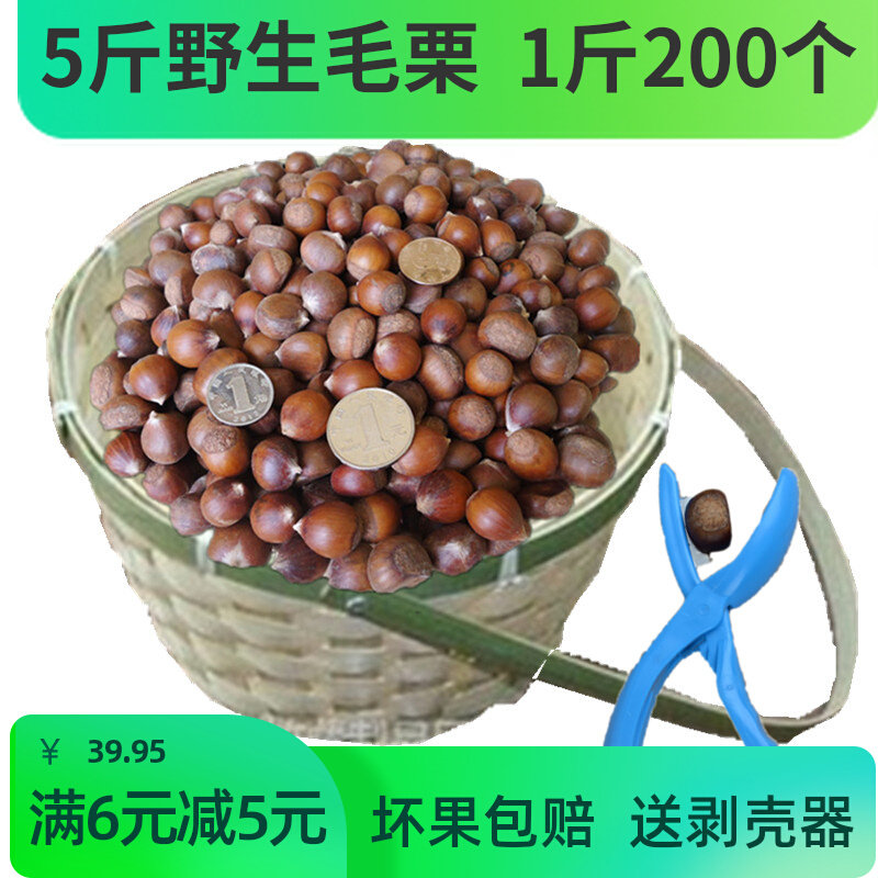 5 catties of chestnuts fresh raw wild small hairy chestnuts farmhouses are now picking Jiangxi sweet chestnut oil chestnut cone chestnut moved to the west mountain chestnut