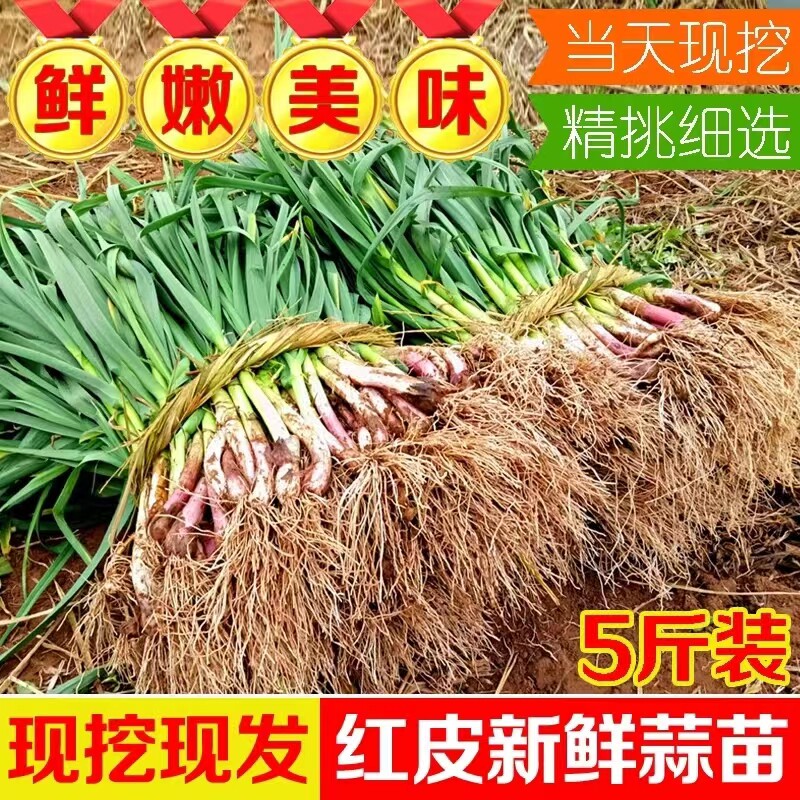 Fresh garlic seedlings Hubei farm self-planted local tender garlic seedlings green garlic seedlings red skin garlic seedlings are now dug and distributed 5 catties