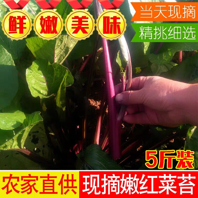 Hubei farmhouse self-planted red cabbage moss fresh green vegetables Wuhan seaweed moss Hongshan cabbage moss seasonal vegetables are picked