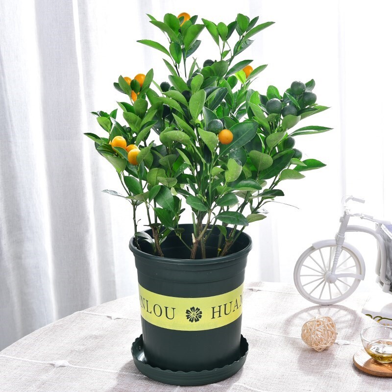 Potted small fruit tree with fruit edible orange tree Indoor small golden tangerine Season Orange Blossom results to see