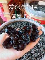 Northeastern black fungus autumn fungus small bowl fungus mountain fungus foaming rate 1:14 more expensive much better