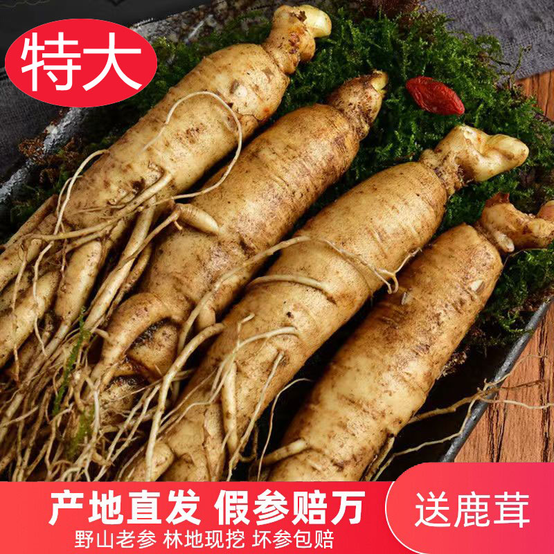 正宗高龄东北特产人参,长白山林下参,泡酒神器,补气养身!🌿💪