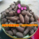 Purple yam beansPurple jade Huaishan beansPurple yam seedsPurple jade Huaishan beansPurple yam seed seedlings