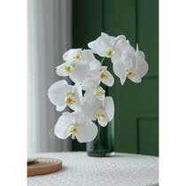 Flower White Phalaenopsis fresh cut flowers Home flowers Aquatic flower arrangement Flower Express National SF Express