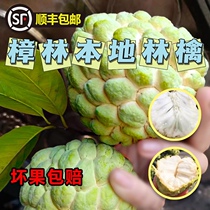Custard Apple Zhanglin Ringo local specialty fruit milk-flavored fresh fruit
