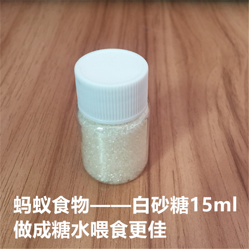 螞蟻世界工坊螞蟻食物白砂糖冰糖沙糖建議調成糖水餵食