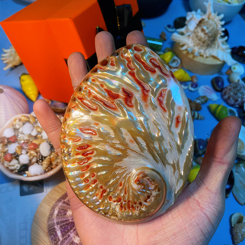 【Real Shell, No Dyeing, Can See the Goods】Super Gorgeous Big Red Flower Abalone Shell, Natural Shell Conch Specimen