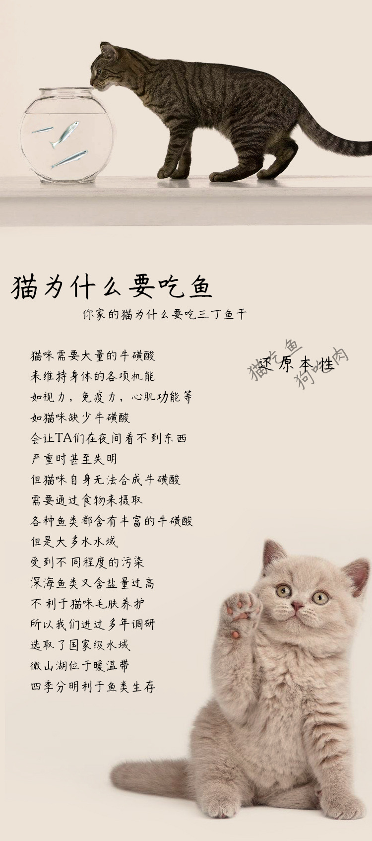 Cá khô, đồ ăn nhẹ cho mèo, cá nước ngọt bổ dưỡng, đồ ăn nhẹ cá khô, đồ ăn nhẹ cho mèo, mèo, cá khô - Đồ ăn nhẹ cho mèo thức ăn cho mèo me-o có tốt không