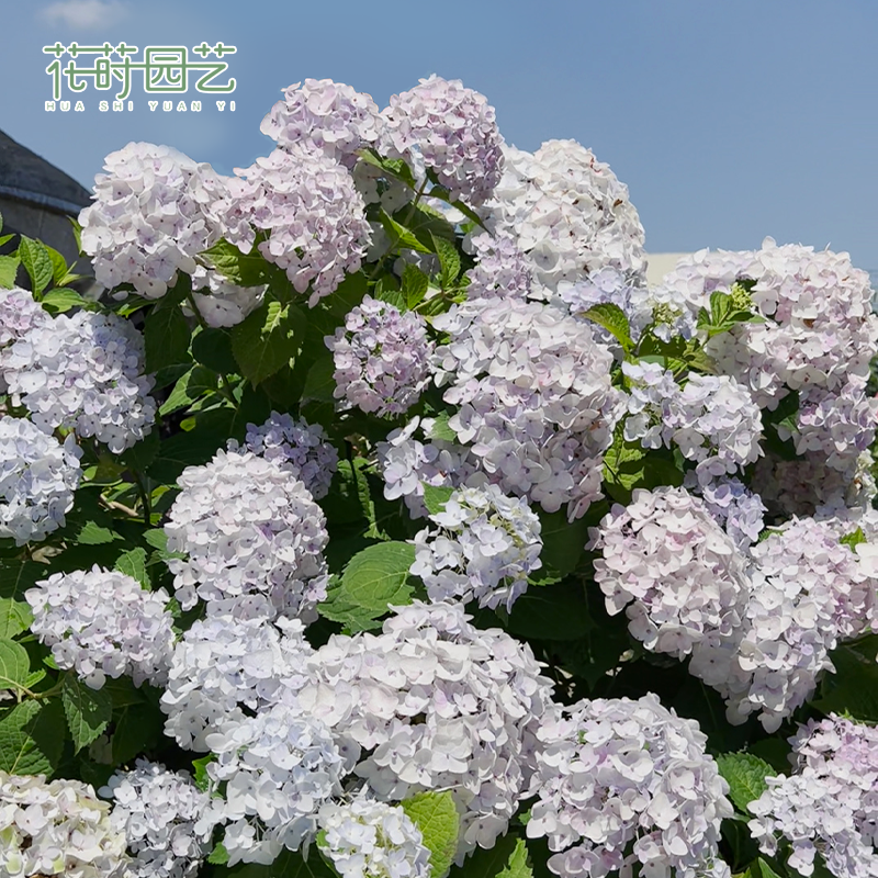 Dill Garden Valencia 20 Big Flower Embroidery Ball Flower Gacheng Gartue Sun Temple Embroidery Ball