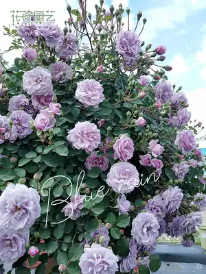 Flower Garden 5 gallons rose flower basket color rainy Juliet juice balcony potted rose garden plant