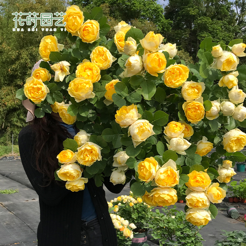 Flower Maki Gardening (Canary) Large Flower Miniature Rose Seedling Balcony Potted Ornamental Floral Plants