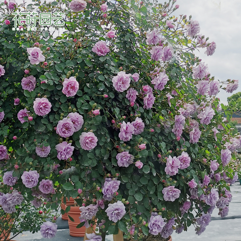 Flowers Dill Gardening 1 Garten Irrigation Monsoon Season Fry Balcony Potted Patio Garden Garden Plot of Rose Four Seasons Flower Plants
