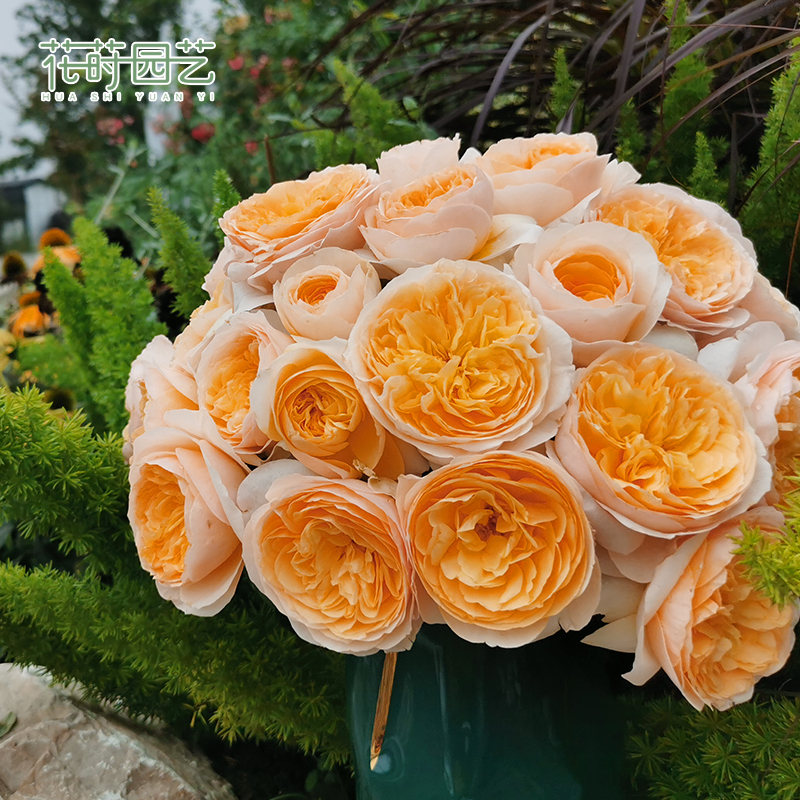 Flower gardening (Juliet) cut flower rose seedling rose potted flower garden plant bouquet