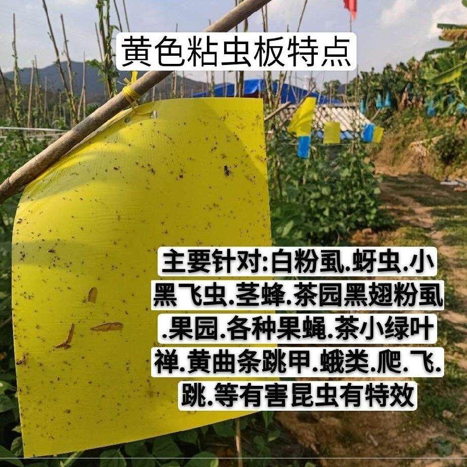 Insect catch board Fruit tree armyworm stick small black fly catch lure insect farm fruit fly take up fly paper used in tree greenhouses