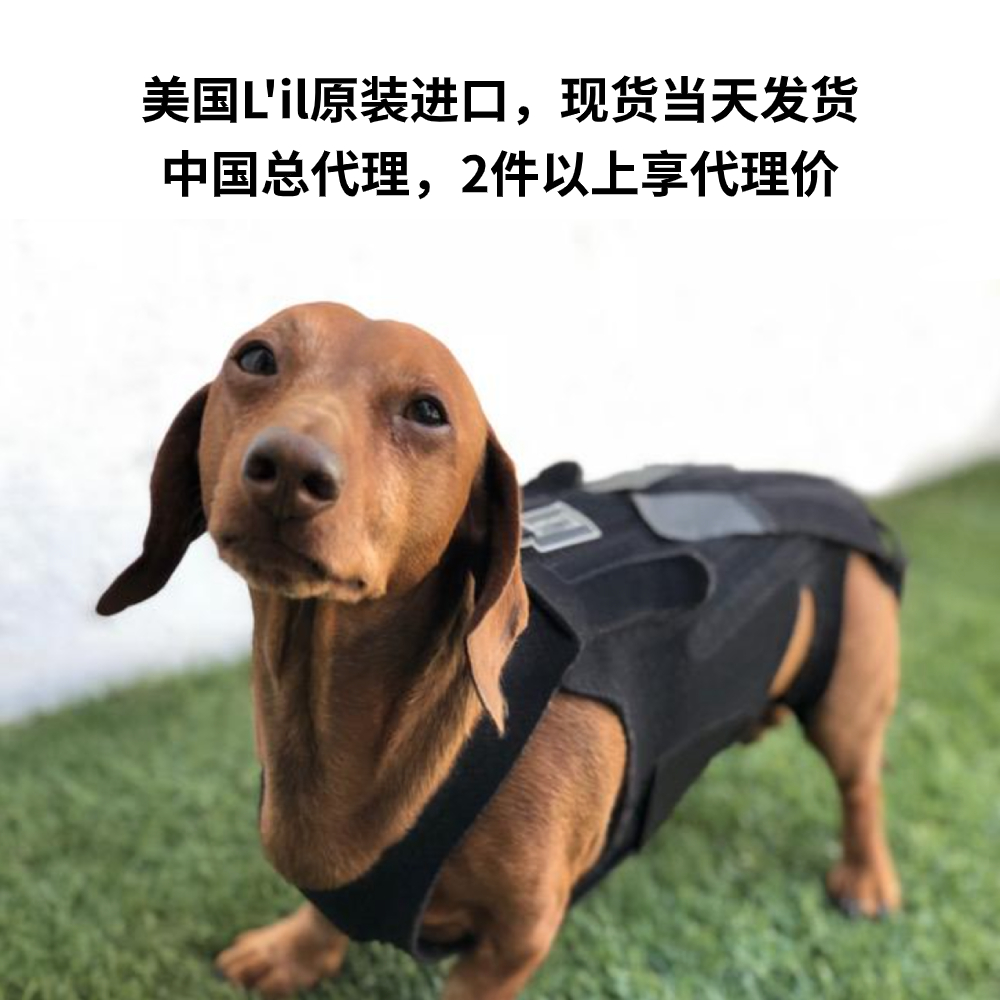 American Lil original imported dog waist coat back correction clothes dog vertebrae protection paralyzed walking weak