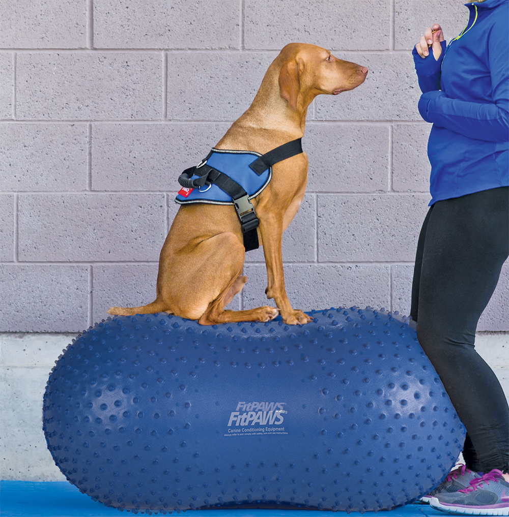 FitPAWS TRAX Peanut Peanut Bowling Dog Fitness Training Restore Healthy Training