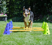 American FitPAWS Fitness Rod Agility Poles Obstacle Training Set