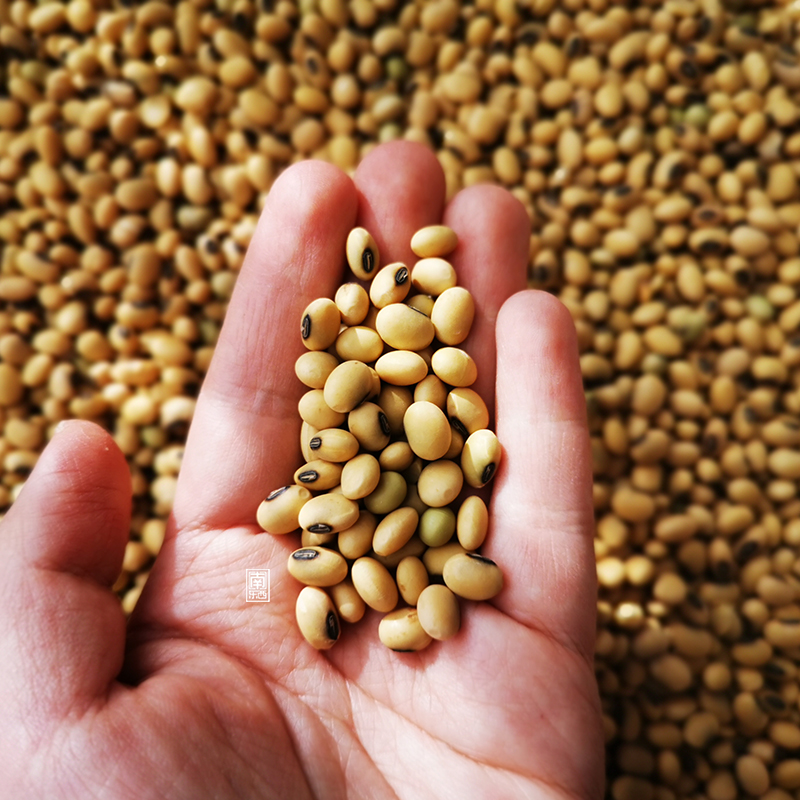 South East-West farmhouse Self-planting of old varieties Mountain earth soybean dumb yellow beans with strong aroma of beans and sprouts 500g
