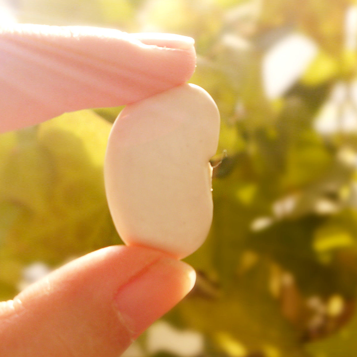 South East and West farm white kidney beans big white beans porridge stew soup are delicious 250g parts (5 parts)