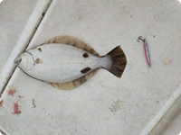 Net Hook Cop McGonabon C Express Shenyuan Tie Board Японская марка такого же хвоста морская рыбалка пресноводная дорога