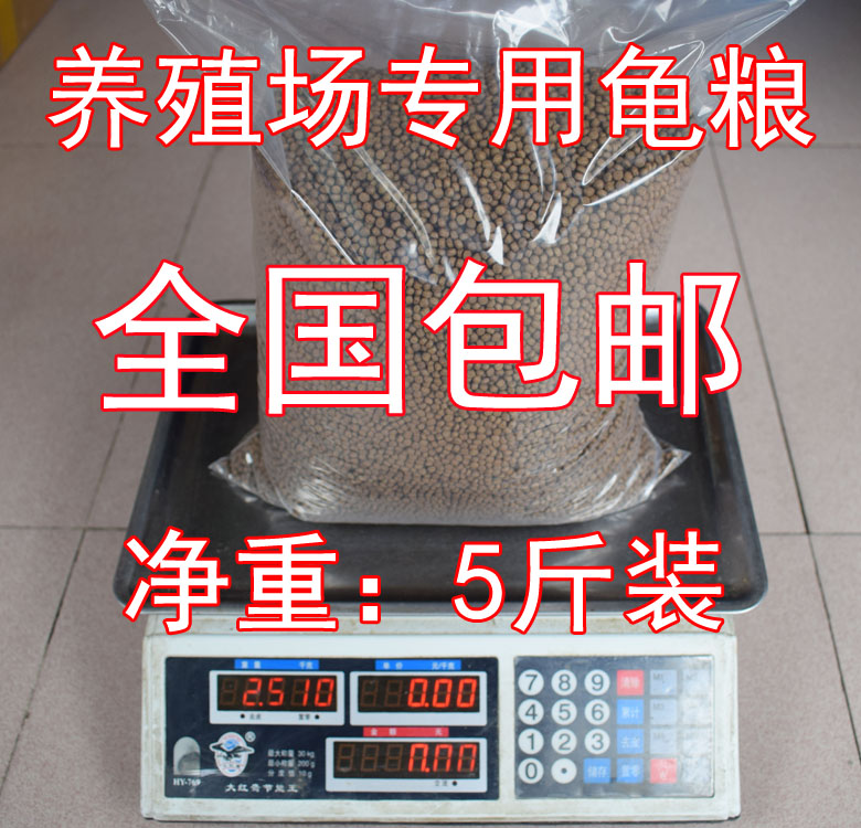 Young Tortoise Grain Masterturtle Turtle Stone Gold Money Turtle Feed Small Turtle Grain Grass Turtle Brazilian tortoise stock 5 catties