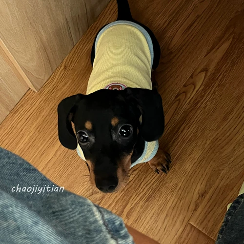 Sausal Dog Одежда Summer Thin Thin Puppy Pet york york shelon malzis xishi dog cat summer wear летом