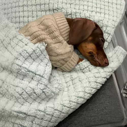 Sausal Dog Olde Sweater свитер Бибели Тедди Малзис зимой в теплых домашних животных на осенней и зимней одежде