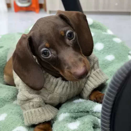 Sausal Dog Olde Sweater свитер Бибели Тедди Малзис зимой в теплых домашних животных на осенней и зимней одежде