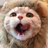 Кошачья голова, голова, смешная голова льва, голова, голова, котенок котт кот кот кот, английская шляпа, домашняя, милая трансформация