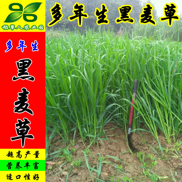 Multi-year raw black wheat grass seed Imports Four Seasons Heat-resistant and high-yield Grass Seeds Pig goat Ducks Goose Rabbit Fish