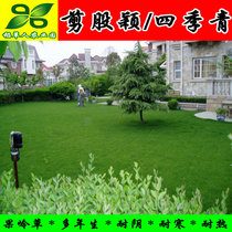 Bentcuts do not repair lawn cutting turf seeds green carpet grass seeds green grass seeds Four Seasons evergreen court golf dwarf