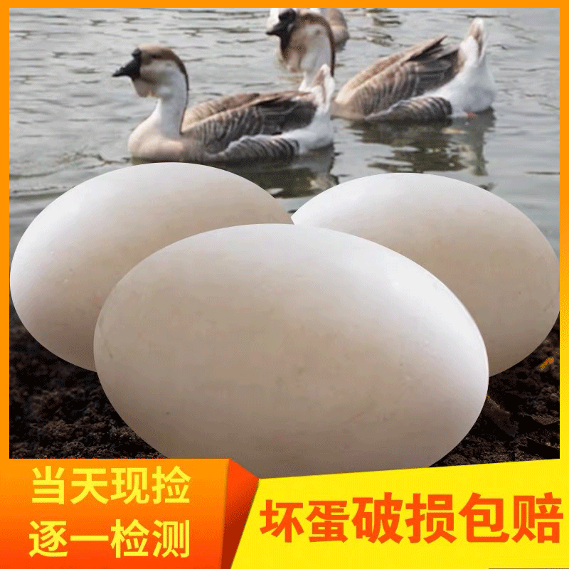 Goose egg farm free-range pregnant women fresh raw 6 natural super large lion head Earth goose egg sea hungry egg