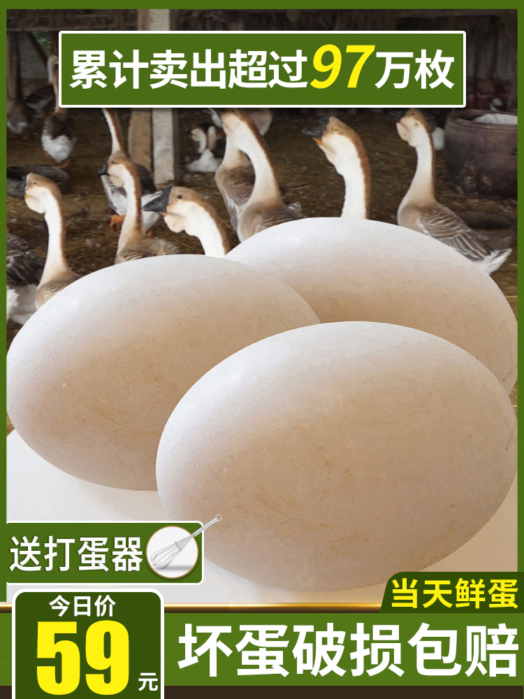 (Daily fresh eggs)Goose eggs Farm free-range lion head fresh raw hungry eggs Pregnant women extra large 12 large earth goose eggs