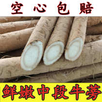 Burdock root fresh 20120 digging found non-gold Special Grade 5kg wild farmers Xuzhou middle section of the cattle
