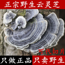 Mingshen Yunzhi pure natural wild Ganoderma lucidum Yunzhi yellow Yunzhi pure wild Yunzhi 250g