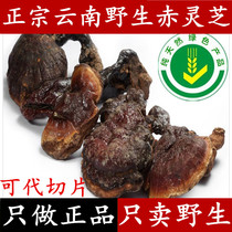 Ganoderma lucidum wild Ganoderma lucidum wild Ganoderma lucidum 5-8cm 250g free slicing