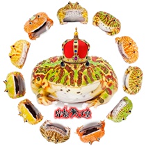 Living Pet Corner Frog Green Corner Frog Gold Corner Frog Pika Chuyu Butterfly Bell Corner Bully King Variant Basil Clown