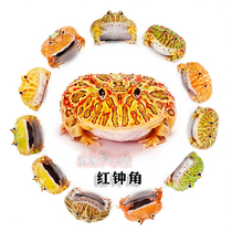 Bell Corner Frog Red Bell Bicolor Bell Green Bell Cherry Pick