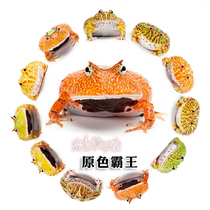 The Primary Color Bully Corner Frog Live Selection