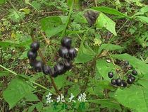 Wild Acanthopanax Acanthopanax Acanthopanax Seeds Acanthopanax Acanthopanax Fruit Acanthopanax Acanthopanax Tea Acanthopanax Acanthopanax Puree
