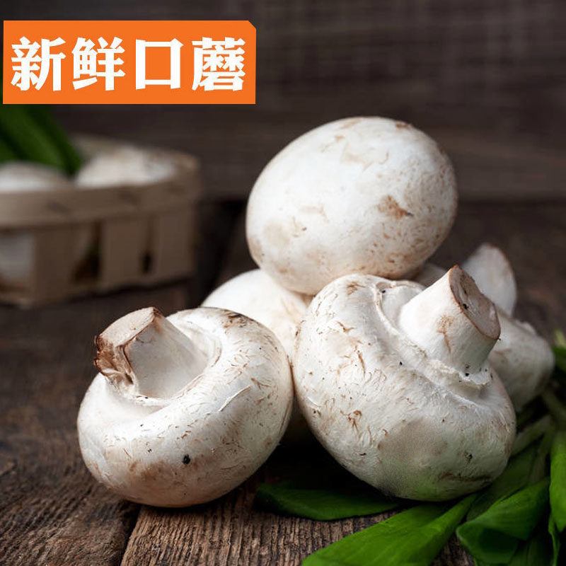 Edible Mushroom Fresh Mouth Mushroom Bisporus Mushrooms White Mushrooms Hot Pot Barbecue Grilled Meat Vegetables Now Off 250 gr