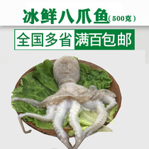Octopus chilled small octopus 5 or so 1kg chilled small octopus Octopus foot long legs big head seafood